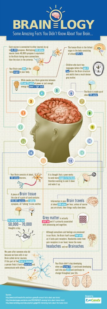 brainology-some-amazing-facts-you-didnt-know-about-your-brain_519a2c0a6a4c9_w1500
